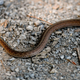Small snake moving across gravel path